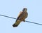 Kestrel on a phone line