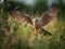 Kestrel\\\'s Hover: Master of the Wind Over the Meadows