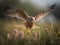 Kestrel\\\'s Hover: Master of the Wind Over the Meadows