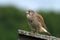 Kestrel\'s, the juvenile, favorite meal