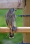 Kestrel\'s, the juvenile, meal