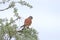 The kestrel sits on a treetop