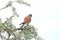 The kestrel sits on a treetop and looks out for prey