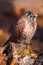 Kestrel sitting on stump