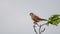 Kestrel sitting on a tree branch, Falco tinnunculus