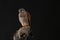 Kestrel - Studio captured photograph