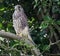 Kestrel watching and waiting, amongst the trees.