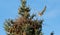 Kestrels fly over your eyrie for hunting in Hamburg, Germany