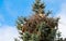 Kestrels fly over your eyrie for hunting in Hamburg, Germany