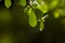 Ketapang Kencana Terminalia mantaly, Madagascar almond green leaves, selected focus