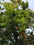 Ketapang Leaves or Terminalia Catappa Leaves high angle view.