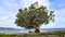 Ketapang tree on the beach in Manokwari, West Papua Province.