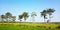 Ketapang tree on the edge of the rice fields