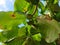 Ketapang tree fruit and leaves with sky background. Terminalia Catappa.