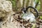 Kettle In Dried Trash Between Rock And Tree