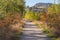 Kettle Valley Rail Trail through autumn forest on sunny day