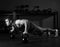 Kettlebells push-up man strength gym workout