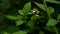 Ketul flower with yellow and white pistils with a blurry background