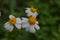 Ketul plant with the scientific name bidens alba, a wild plant as a weed, a type of plant belonging to the Asteraceae tribe.