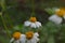 Ketul plant with the scientific name bidens alba, a wild plant as a weed, a type of plant belonging to the Asteraceae tribe.