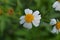 Ketul plant with the scientific name bidens alba, a wild plant as a weed, a type of plant belonging to the Asteraceae tribe