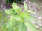 Ketum leaf plant or Mitragyna Speciosa