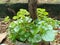 Ketumpang or Chinese betel trees grow in pots from used paint buckets.??