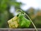 Ketupat rice dumpling  on green bokeh background