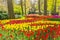 Keukemhof tulips Gardens Landscape Lisse Holland