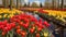 Keukenhof flower garden with blooming tulip flowerbeds.