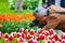 Keukenhof, Lisse, Netherlands - Apr 28th 2019: Older Asian tourist photographer holding tulip flower and taking macro picture of