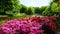 keukenhof,netherlands,holland;11/05/2019: Stunning spring landscape, famous Keukenhof garden with colorful fresh tulips,
