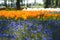 Keukenhof2008