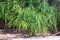 Kewda with Long Spiny Leaves - Pine Tree - Pandanus Odorifer - Coastal Plant and Greenery