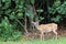 A Key Deer Doe in natural habitat, an endangered species found on Big Pine Key in the Florida Keys