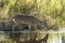 Key Deer in natural habitat in Florida state park