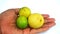 Key Lime or Citrus Hybrid with three sizes on a man`s hand. Small, medium, big. Green and yellow