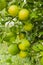 Key Limes Mature And Ripe On Bunch