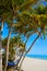 Key west florida Smathers beach palm trees US