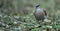 Key West Quail-dove (Geotrygon chrysia) adult