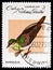Key West Quail-dove (Geotrygon chrysia), Wild pigeons serie, circa 1979