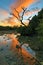 Key West Sunset - Florida Keys - Dead Tree