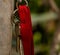 Keys on red strap keyring