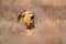 Kgalagadi black mane lion with open muzzle with tooth. Portrait of pair of African lions, Panthera leo, detail of big animals,