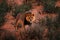 Kgalagadi lion in dark morning, Botswana. Lion with black mane, big animal in the habitat. Face portrait of African dangerous cat