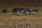 Khaire`s Shield tail Snake or Melanophidium khairei seen at Amboli,MAharashtra,India