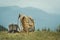 Khaki color boots and backpack standing on a grass on top of a mountain hill