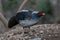 Khaleej Pheasant Lophura leucomelanos Bird in Sattal