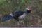 Khaleej Pheasant Lophura leucomelanos Bird in Sattal