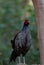 Khaleej Pheasant Lophura leucomelanos Bird in Sattal
